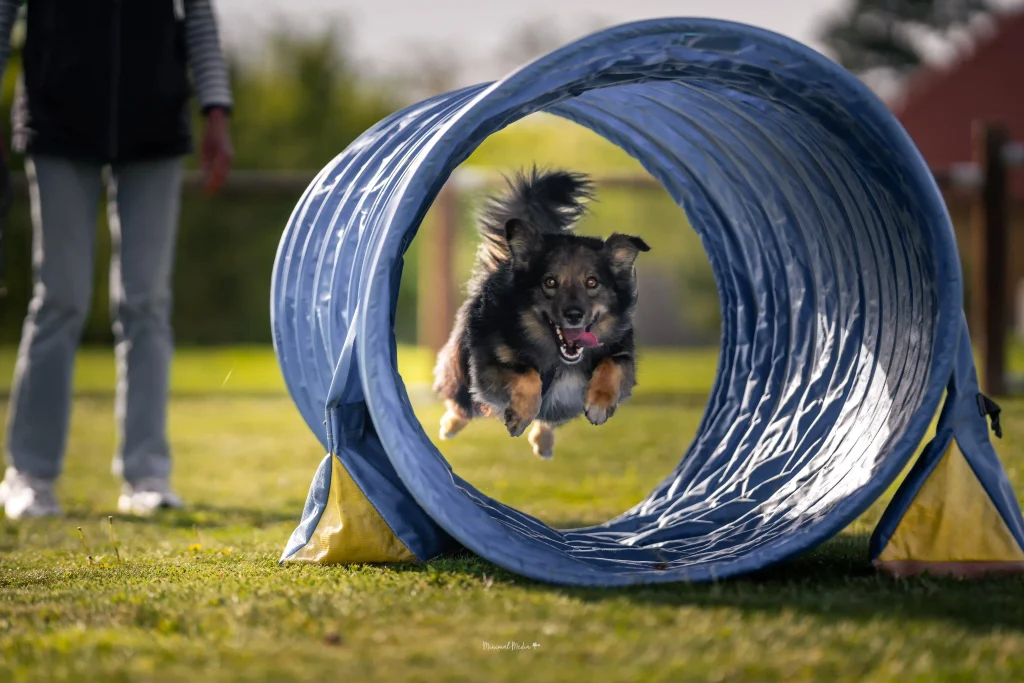 Hund springt durch einen Agility-Tunnel und wird beim Training zur Beschäftigung gefördert