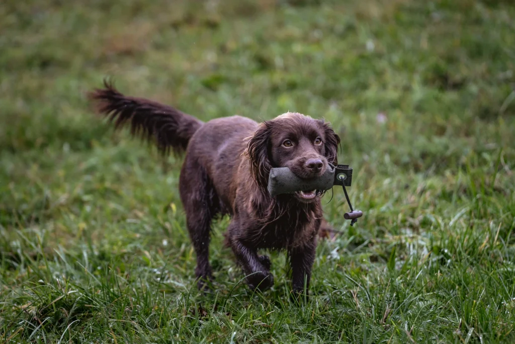Cocker Spaniel trägt einen Trainingsdummy im Maul und läuft aufmerksam über eine Wiese beim Hundetraining zur Beschäftigung
