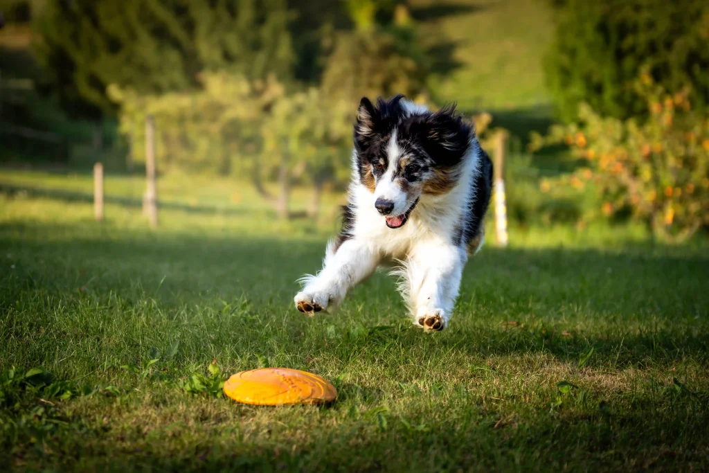 Border Collie springt über eine Wiese und jagt einer Frisbee hinterher zur aktiven Beschäftigung und Auslastung