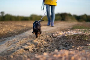 Kleiner Hund arbeitet konzentriert mit der Nase bei einer Spurensuche als sinnvolle Beschäftigung bei DOGS Steiermark