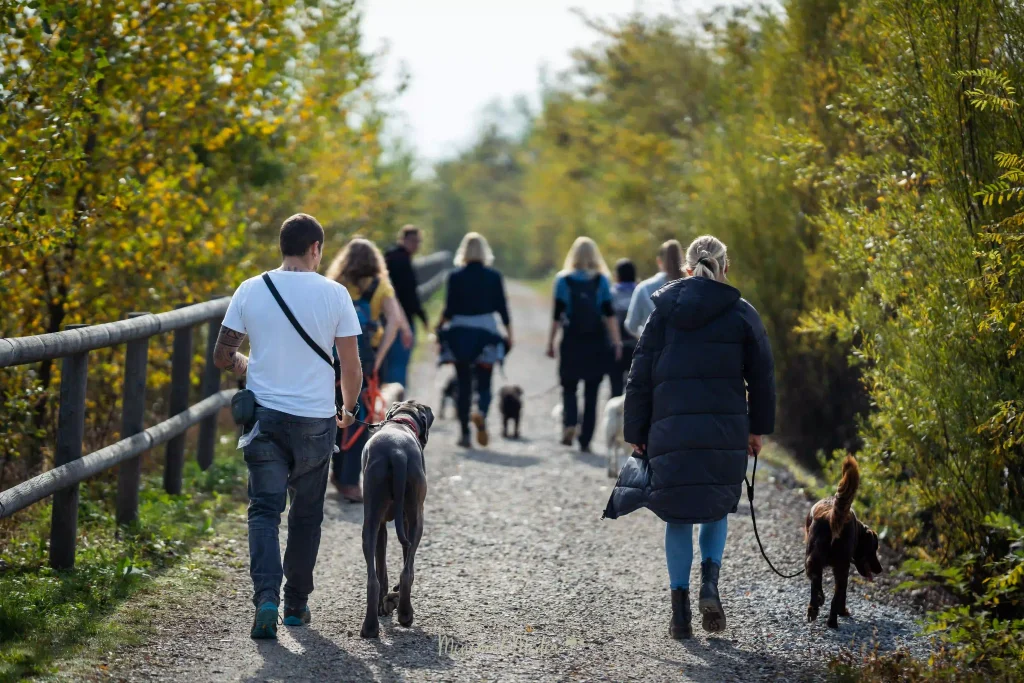 Gruppe von Menschen geht mit Hunden bei einem Social Walk zur Beschäftigung und Auslastung der Hunde
