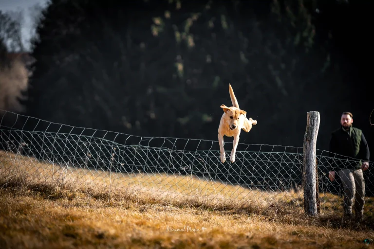 Hund springt über einen Zaun beim Freilauf und wird durch Bewegung sinnvoll beschäftigt