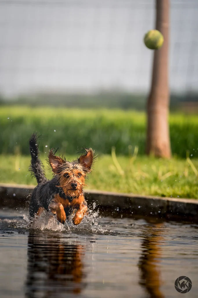 Kleiner Yorkshire Terrier läuft durch flaches Wasser und jagt einem Ball hinterher zur spielerischen Beschäftigung und Auslastung