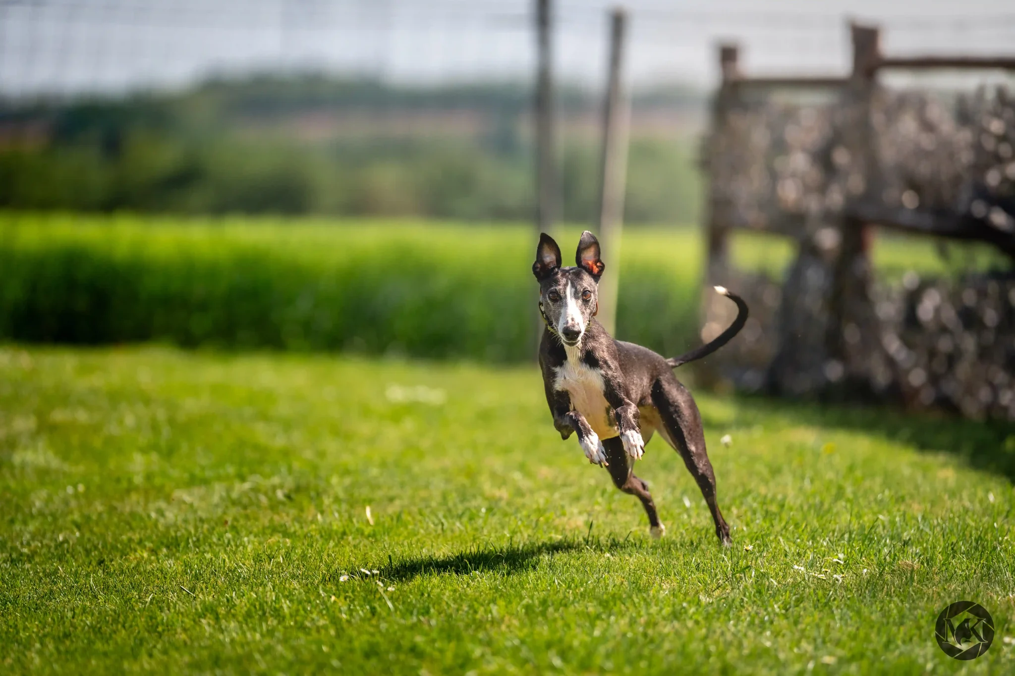 Hund läuft aufmerksam über eine Wiese und reagiert auf ein Signal beim Training zur Grunderziehung im Freien
