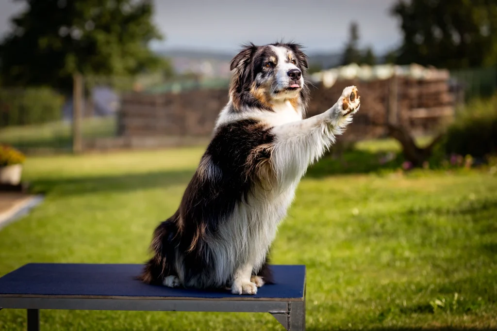 Hund gibt Pfote auf einer Plattform im Training – Beschäftigung und Hundetraining in Graz und Bruck