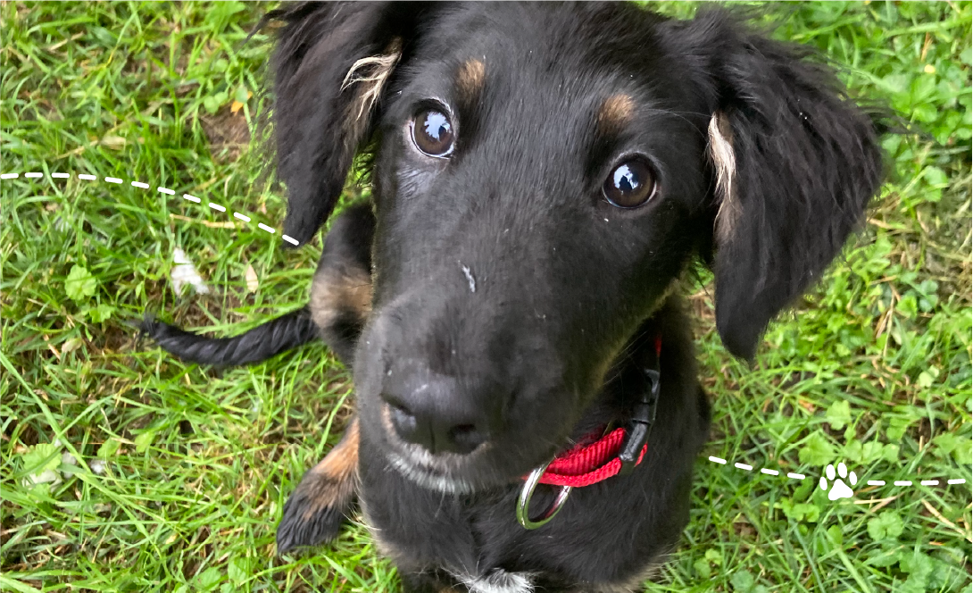 Junghundezeit beim Hund: aufmerksamer Mischlingswelpe im Training der Hundeschule DOGS Steiermark