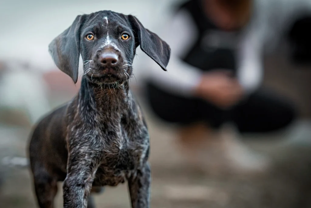 Junger Hund schaut aufmerksam in die Kamera – Welpenkurs und Welpentraining in der Hundeschule