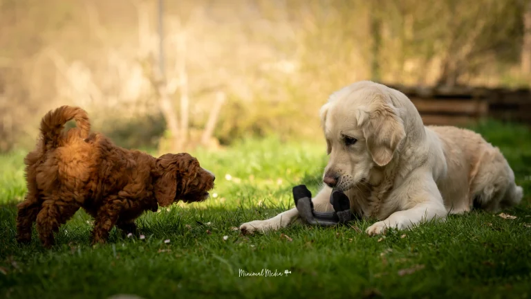 Zwei Hunde im Welpenkurs spielen auf einer Wiese miteinander, während ein junger Hund neugierig auf einen älteren schaut