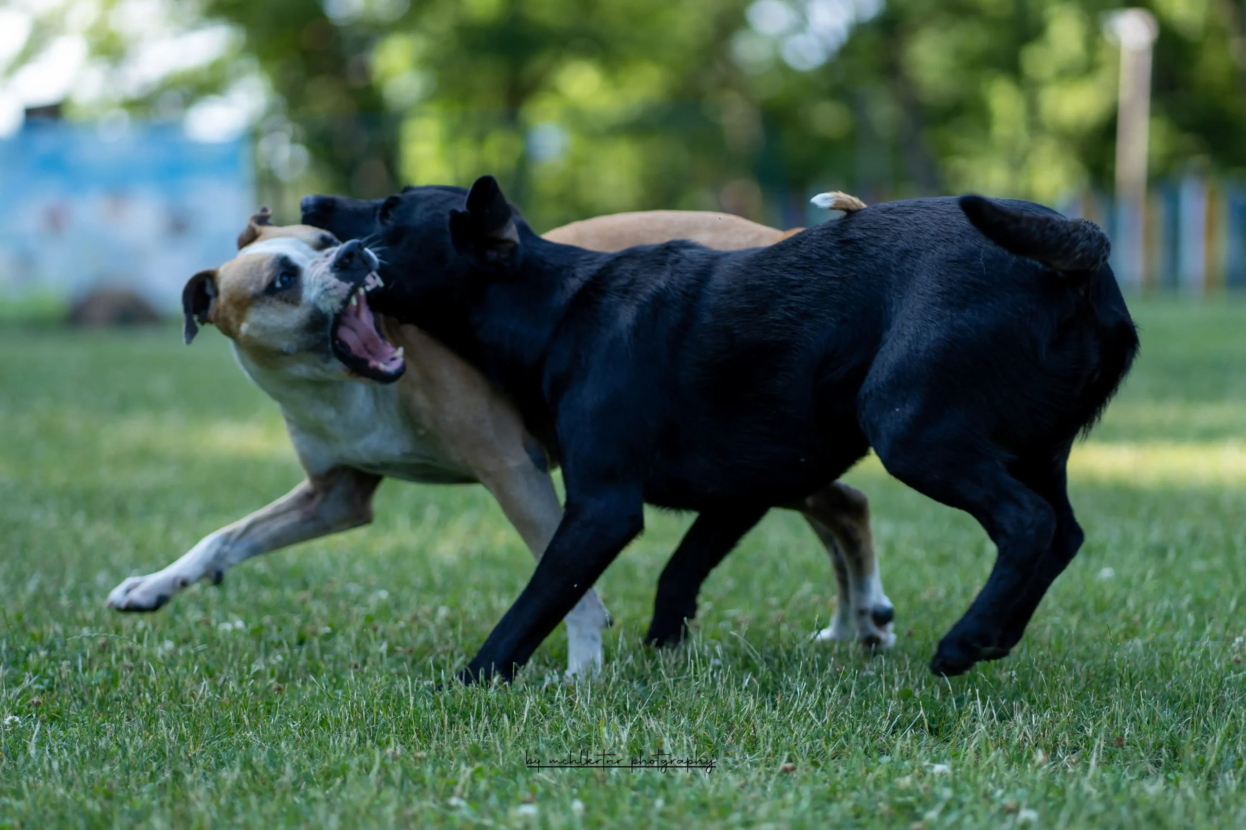 Aggression Hund Training bei einer direkten Hundebegegnung auf einer Wiese, zwei Hunde in angespannter Konfliktsituation mit deutlicher Körpersprache