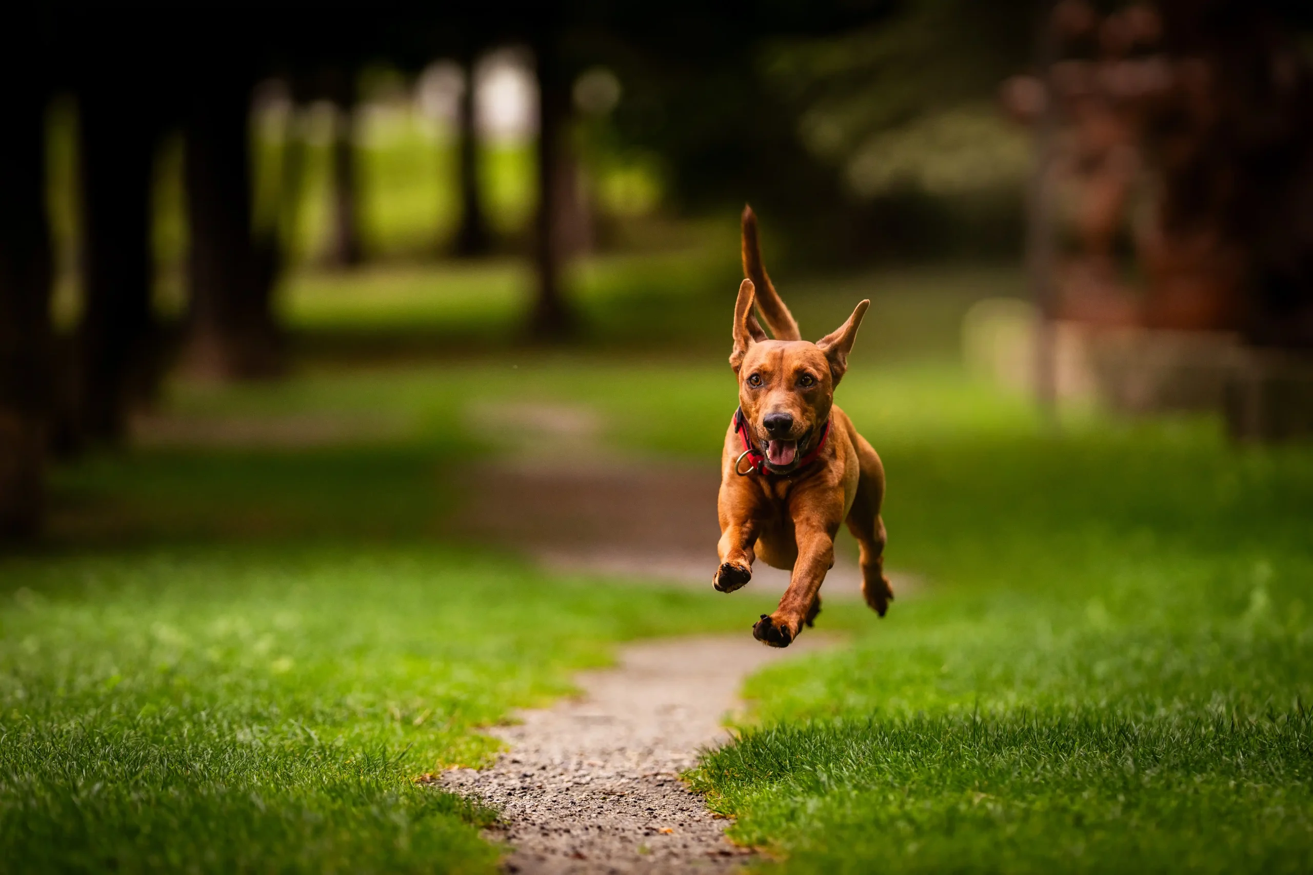 Hund laeuft aufmerksam auf einem Waldweg bei einem Spaziergang der Hundeschule DOGS Steiermark