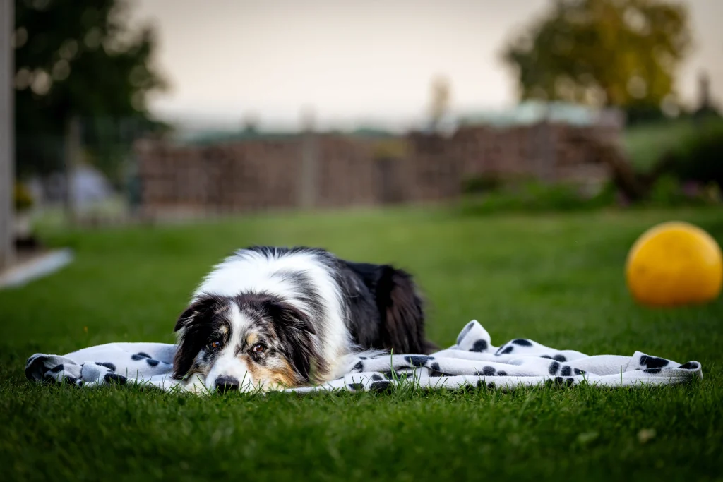Hundeschule Graz und Bruck: Hund liegt entspannt auf einer Decke im Gras bei einer ruhigen Übung im Außenbereich