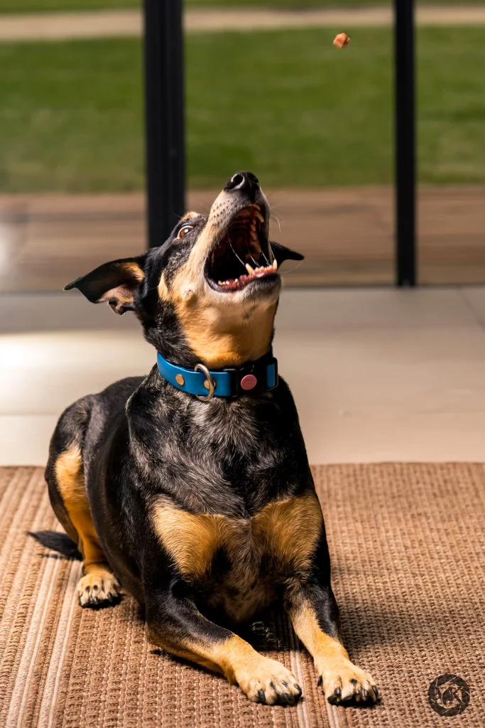 Urlaub mit Hund: Kleiner Hund sitzt aufmerksam auf einer Terrasse und fängt ein Leckerli in der Luft