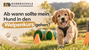Golden Retriever Welpe beim Welpenkurs der Hundeschule DOGS Steiermark