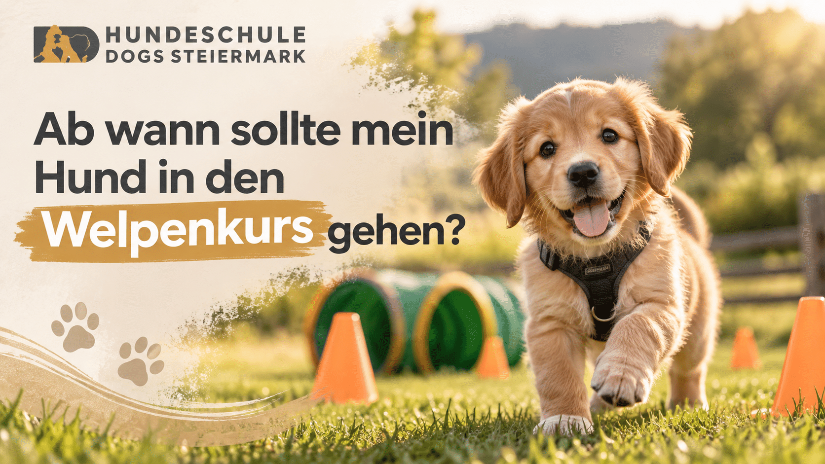 Golden Retriever Welpe beim Welpenkurs der Hundeschule DOGS Steiermark